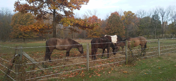 He Reigns Rescue Ranch Horses